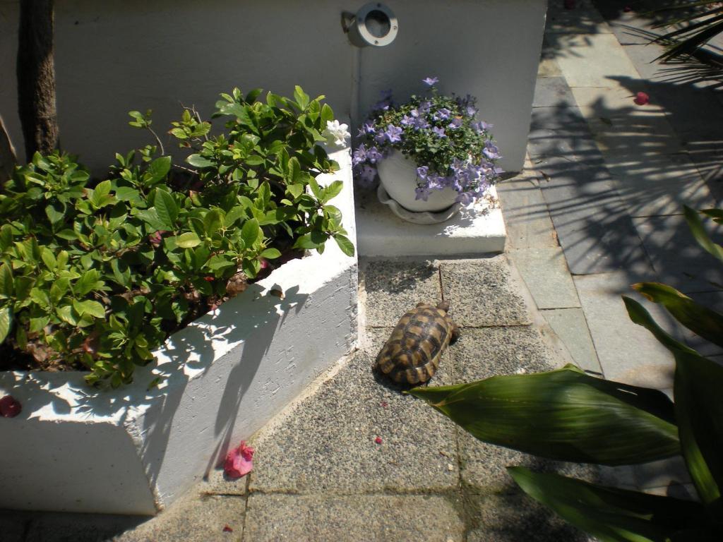 Manolis' House Aparthotel Skiathos Exterior foto
